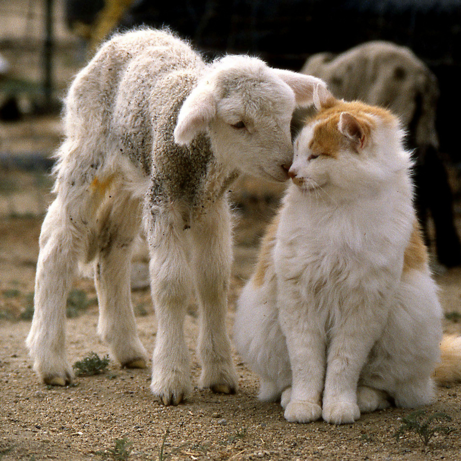Boules de laine infusées d'herbe à chat - Lot de 2 dans une pochette en coton