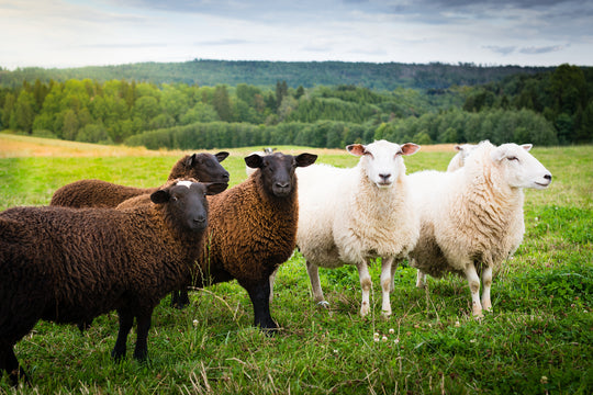 SUSTAINABLY SOURCED AND CRUELTY-FREE WOOL